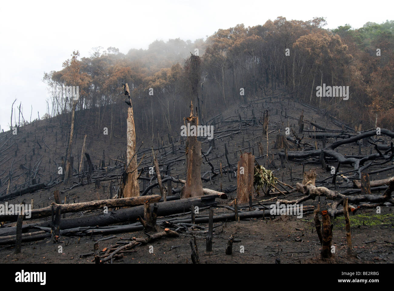 La destruction des forêts, la destruction du paysage, montagne après un feu de forêt, les brûlis, les souches d'arbre brûlée dans un dea Banque D'Images