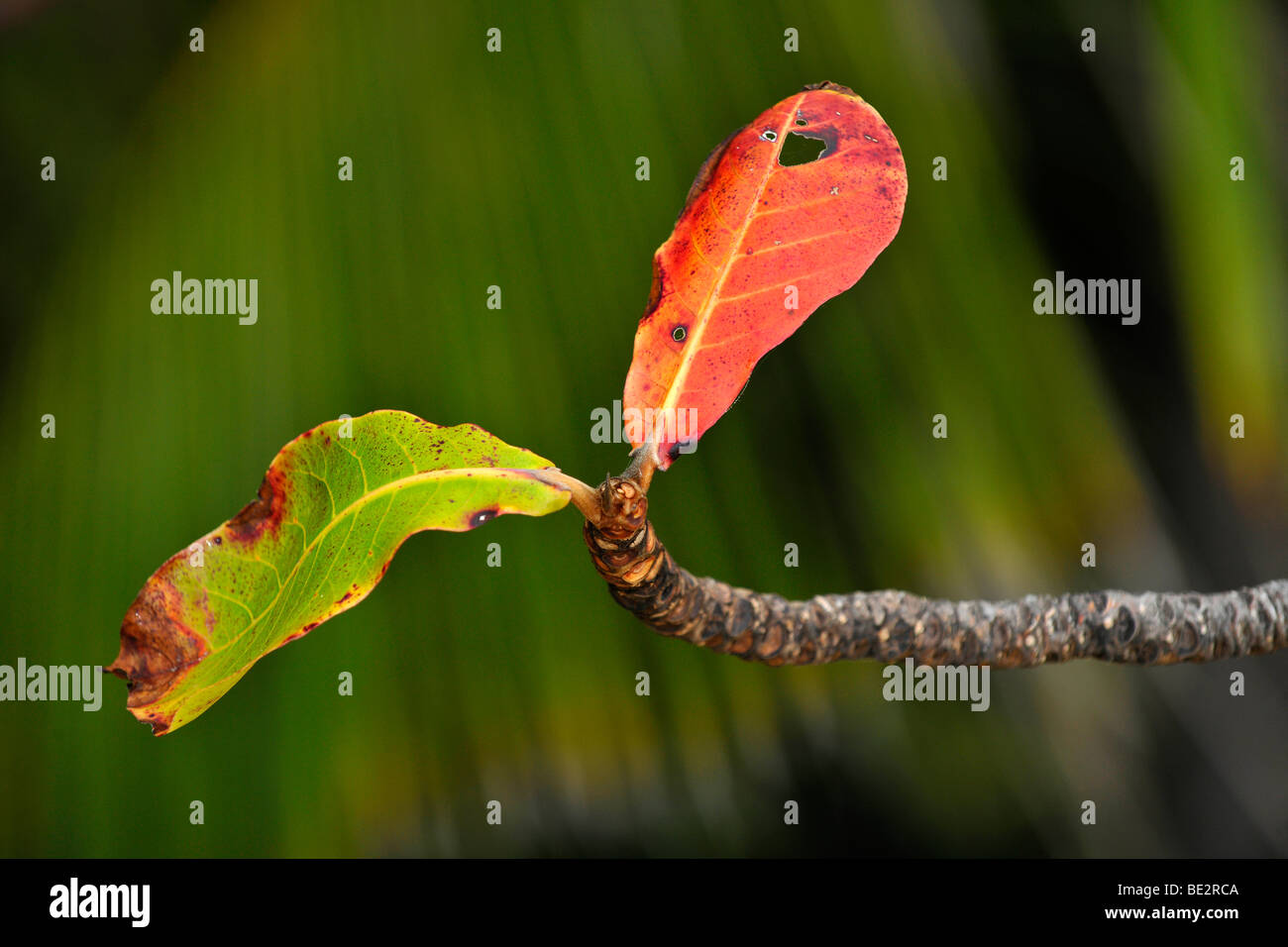 Le flétrissement des feuilles, forêt tropicale, parc national de Daintree, Queensland, Australie Banque D'Images