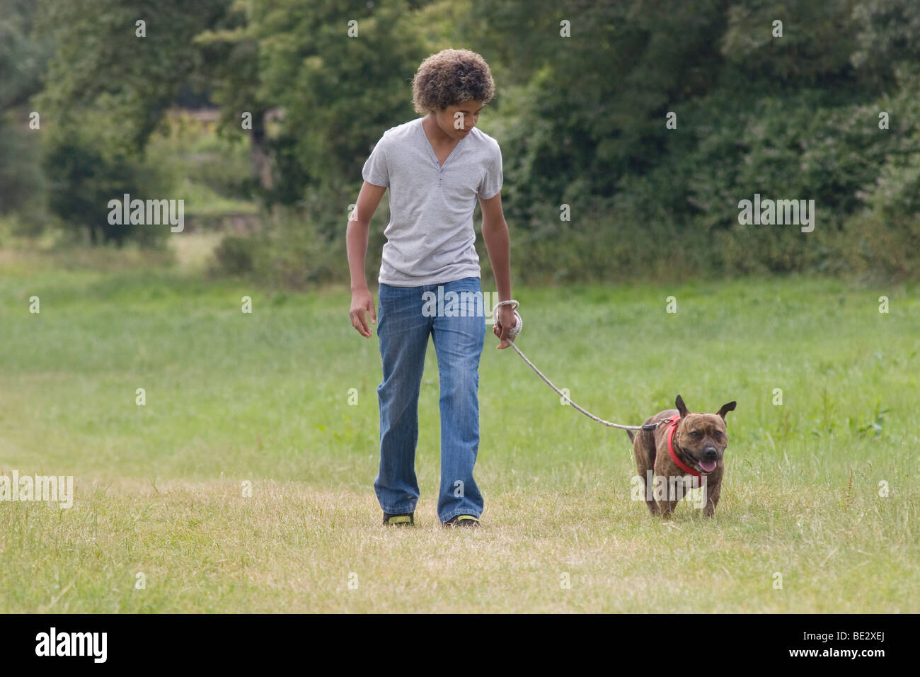 Teenage boy walking staffordshire bull terrier en campagne Banque D'Images