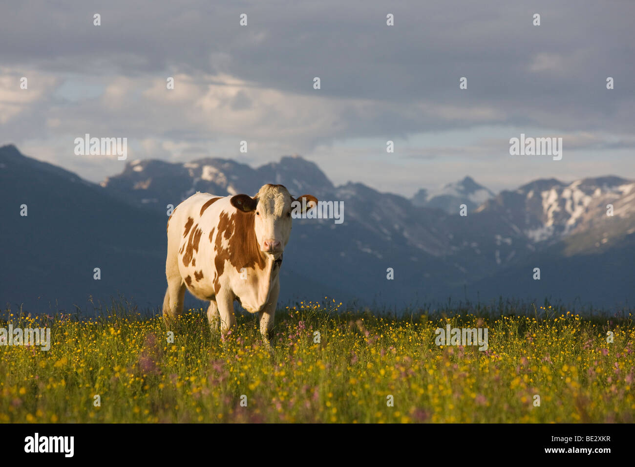 Sur la vache Walder Alm alpage, Tyrol du Nord, l'Autriche, Europe Banque D'Images