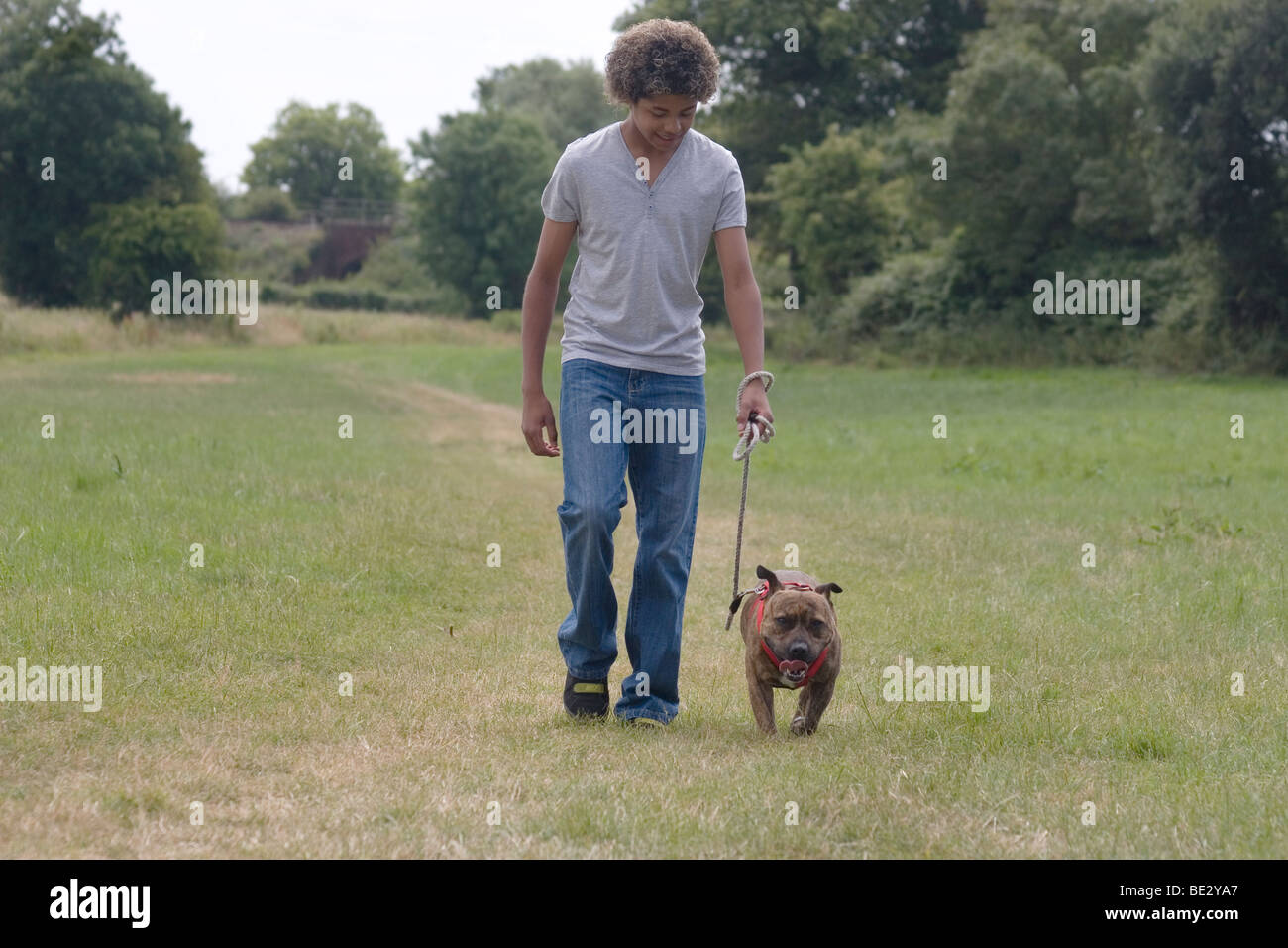 Teenage boy walking staffordshire bull terrier en campagne Banque D'Images