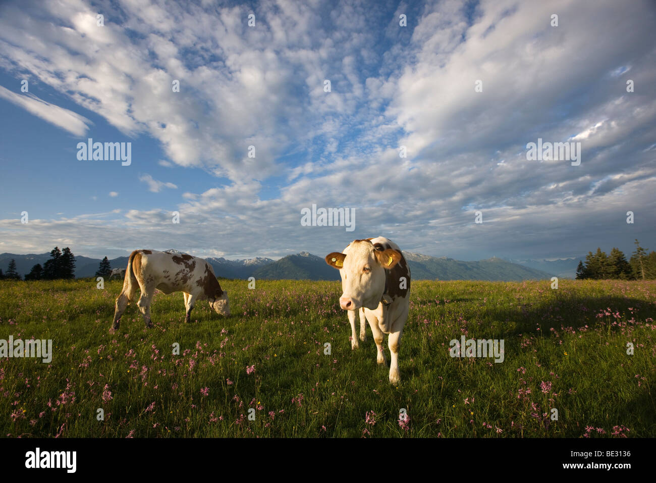 Les vaches sur l'alpage, Walder Alm Tyrol du Nord, l'Autriche, Europe Banque D'Images