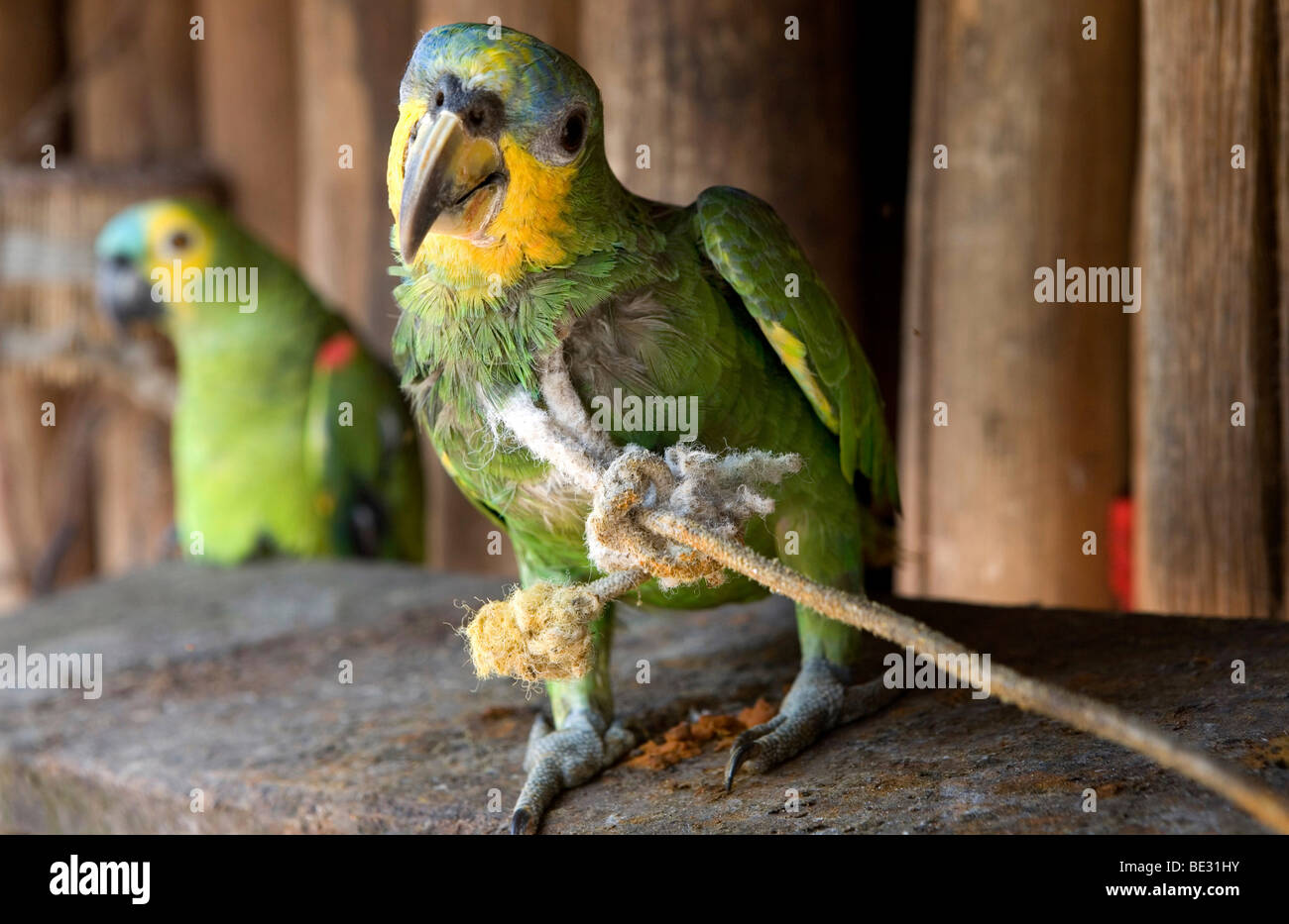 Les perroquets sont en faveur d'animaux domestiques pour les Indiens Xingu dans l'Amazone, Brésil Banque D'Images