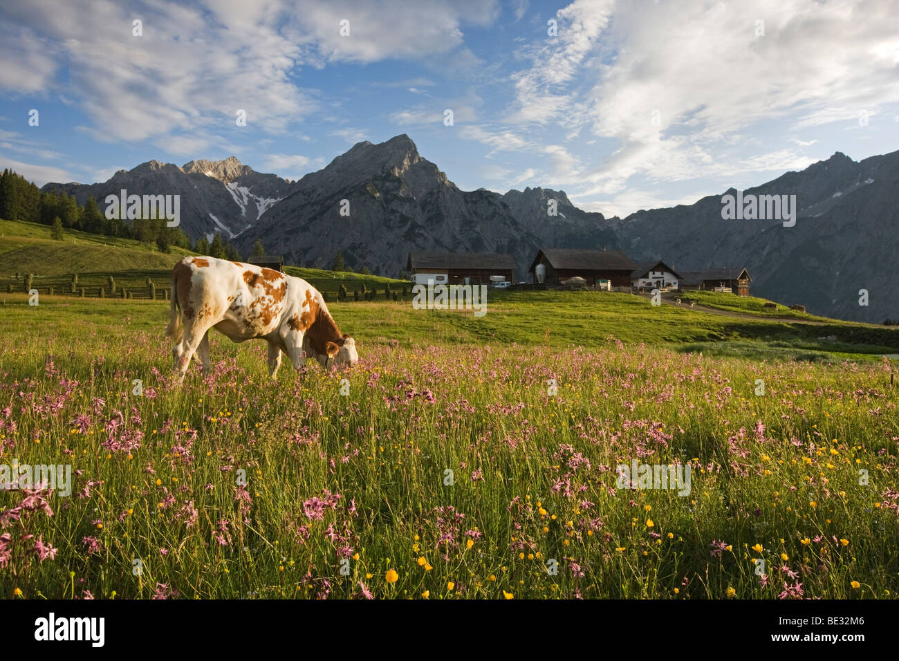 Sur la vache Walder Alm alpage, Tyrol du Nord, l'Autriche, Europe Banque D'Images