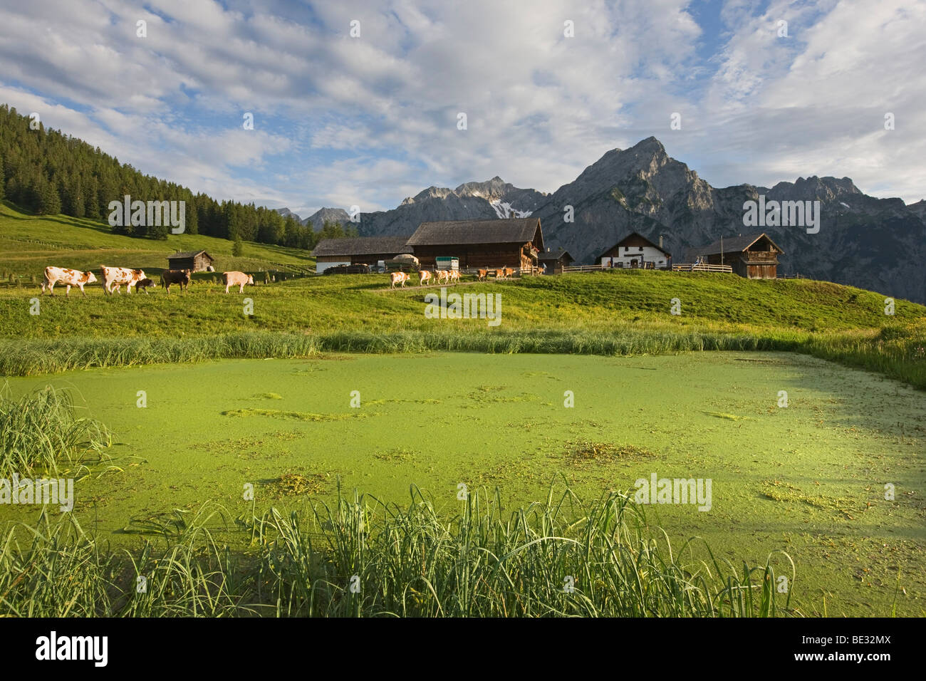 Walder Alm alpage, Tyrol du Nord, l'Autriche, Europe Banque D'Images