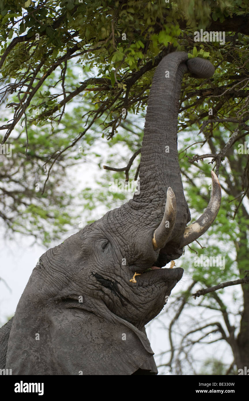 L'alimentation de l'éléphant d'un arbre (Loxodonta africana africana), Okavango Delta, Botswana Banque D'Images