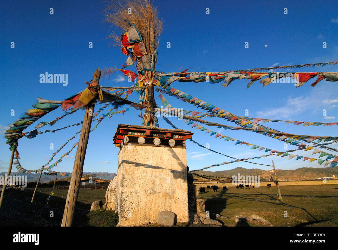 Chorten tibétain avec les drapeaux de prières en face de yacks (Bos mutus), yak tibétain, le pâturage sur une prairie en face de highland est un Banque D'Images