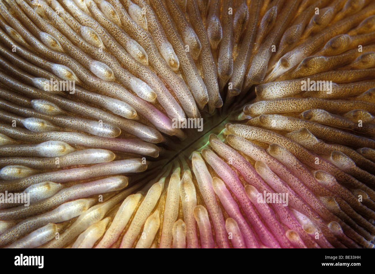 Polypes de corail Fungia fungites, champignons, Sharm el Sheikh, Sinai, Red Sea, Egypt Banque D'Images