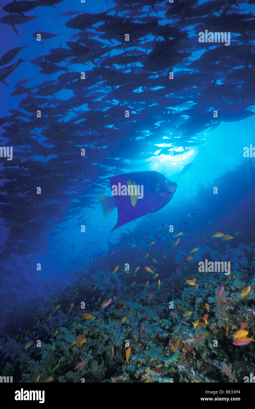 Banc de corail rouge et le vivaneau, Lutjanus bohar Angelfisch Lune, Pomacanthus maculosus, Ras Mohammed, Sinai, Red Sea, Egypt Banque D'Images