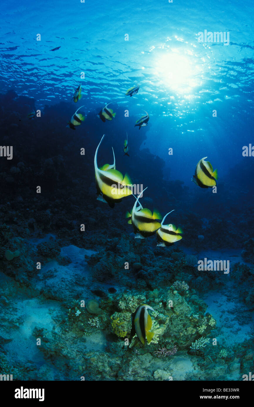 La mer rouge sur les récifs coralliens, Bannerfishes Heniochus intermedius, Dahab, Sinai, Red Sea, Egypt Banque D'Images