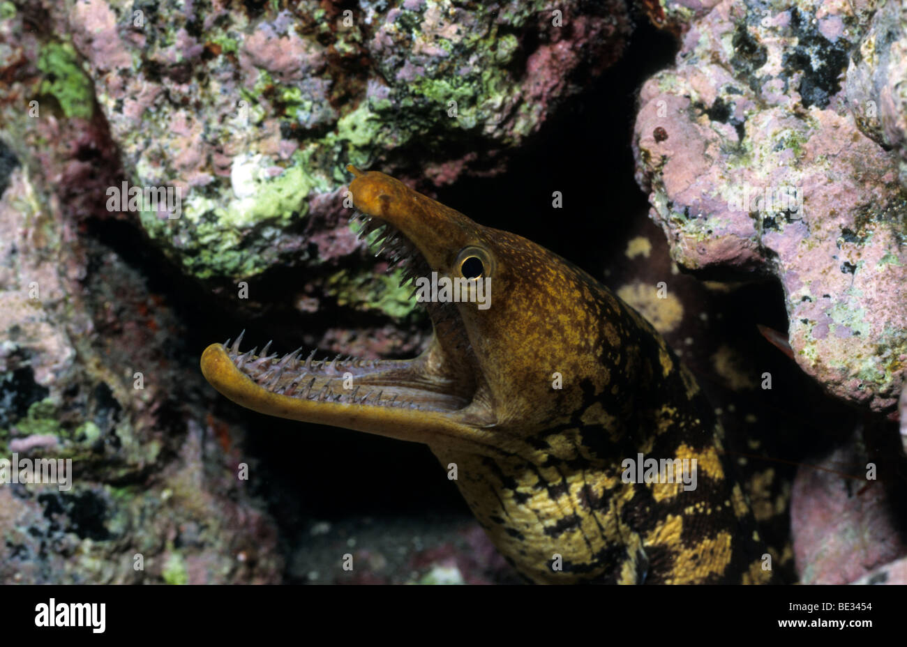 Enchelycore anatina Moray, Tigre, La Palma, Canary Islands, Espagne, l'Océan Atlantique Banque D'Images