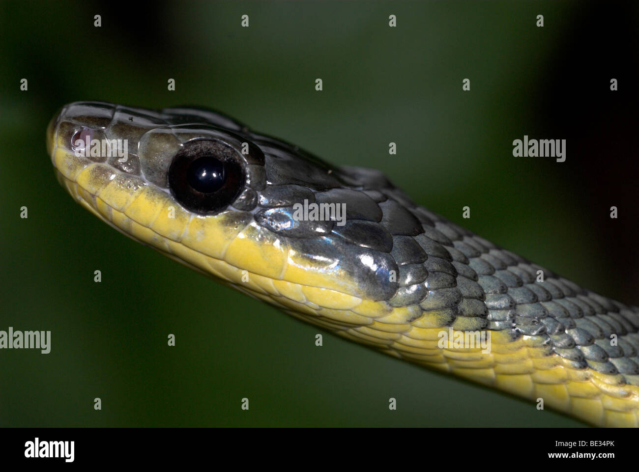 Serpent Chironius colubridés carinatus Hacienda Baru au Costa Rica close up montrant de grands yeux portrait jungle tropicale Banque D'Images