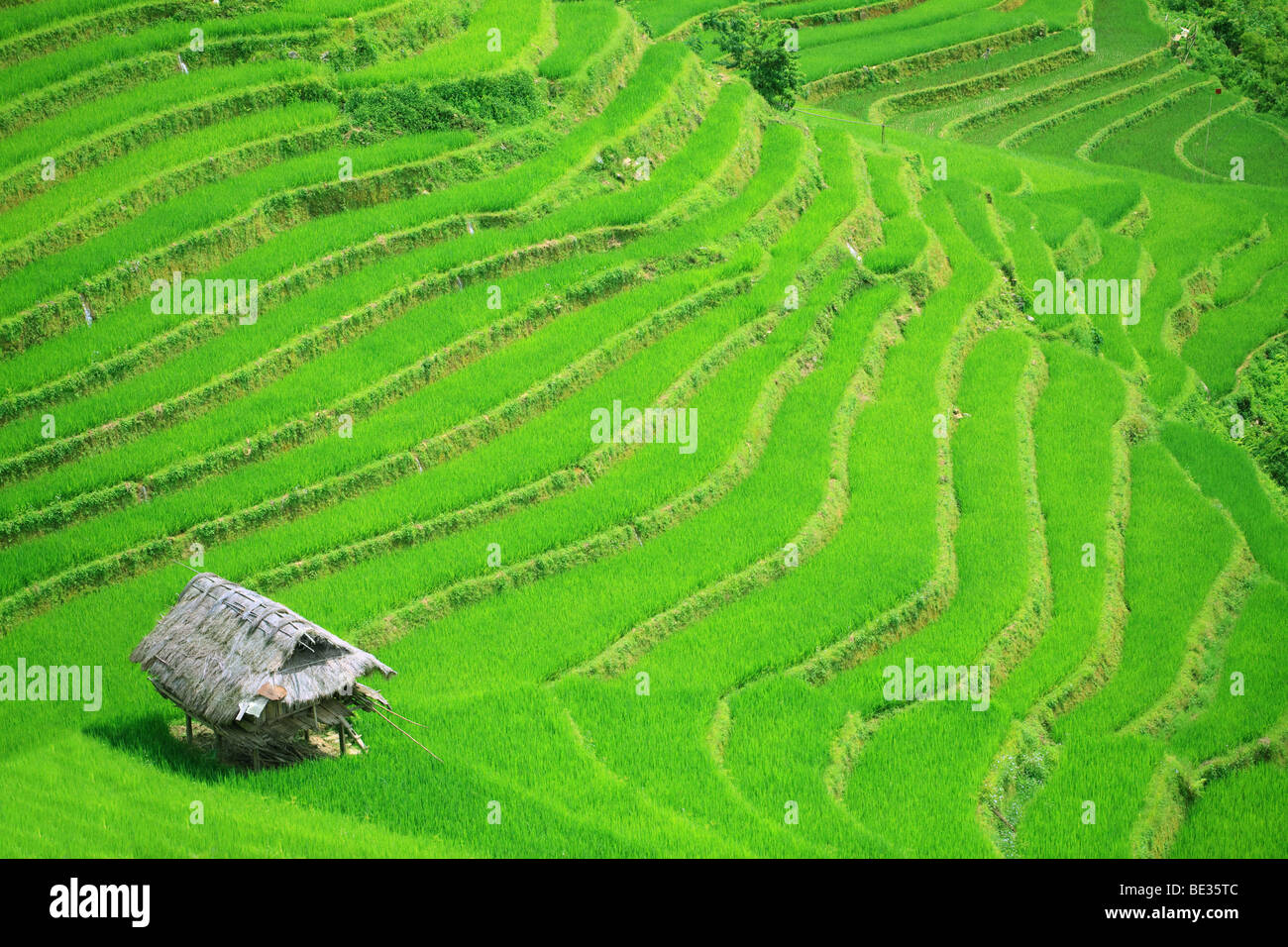 Champ de riz terrasses au nord du Vietnam Banque D'Images