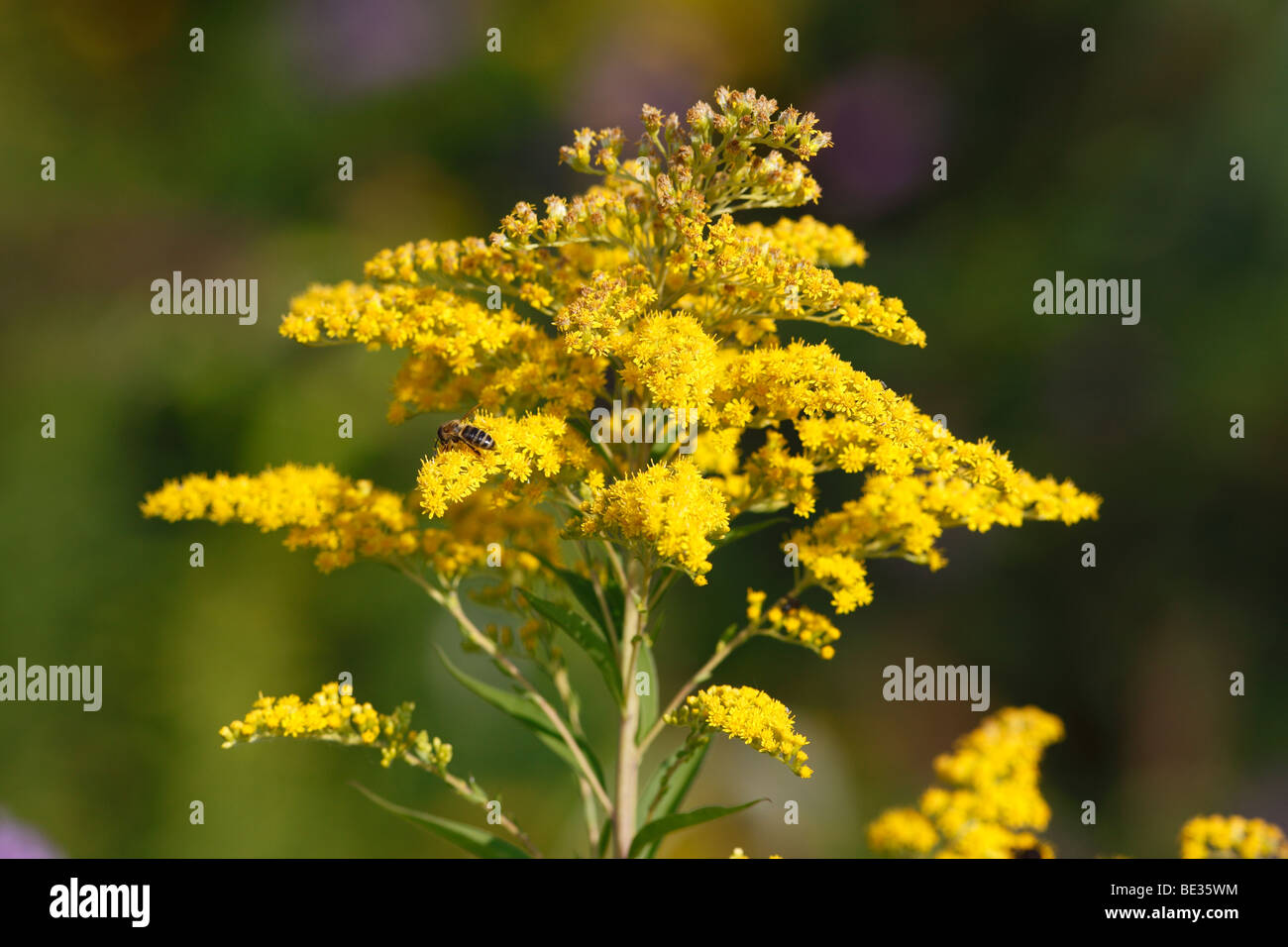 Verge d'or du Canada (Solidago canadensis) Banque D'Images