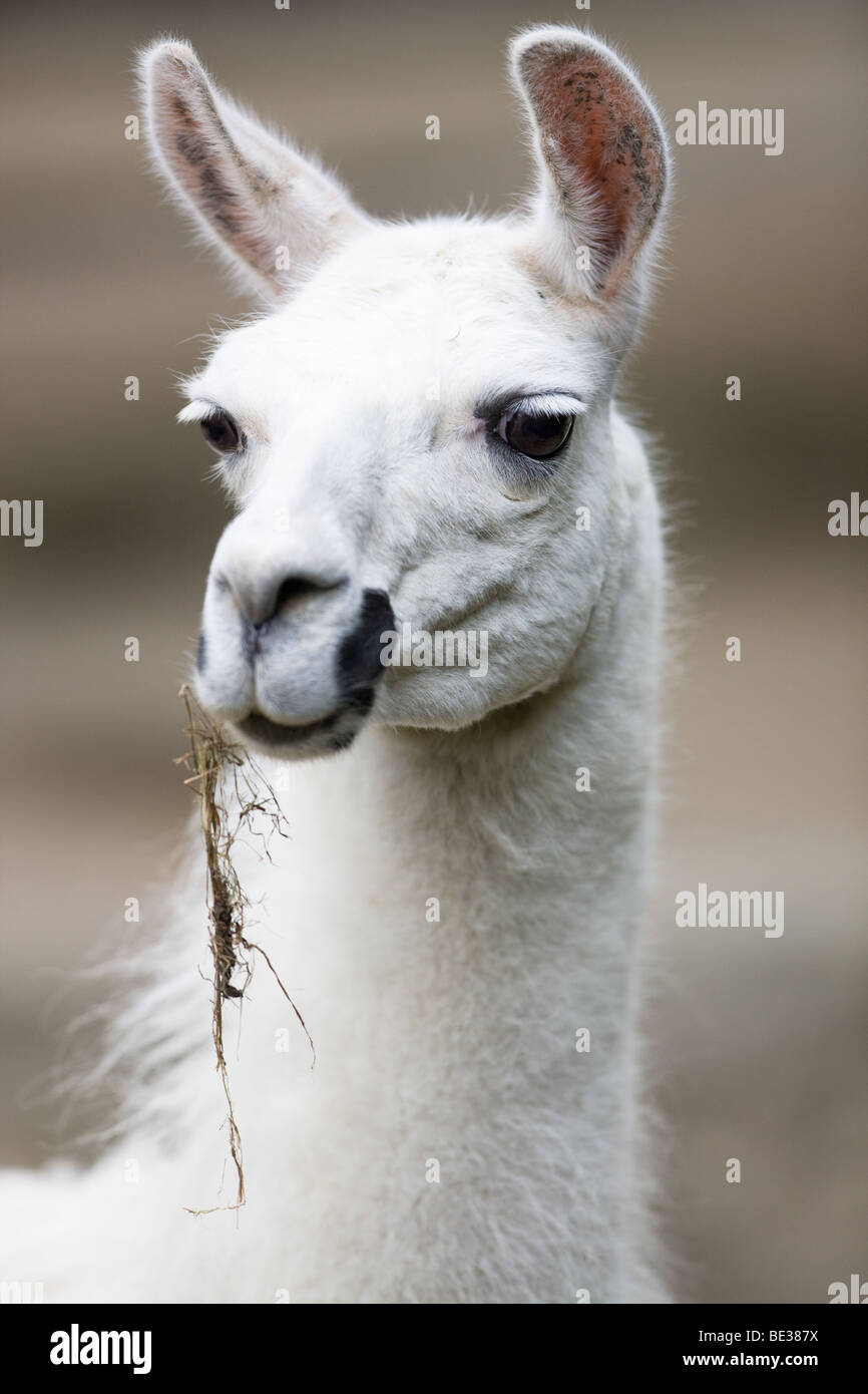 - Lama Lama glama Banque D'Images