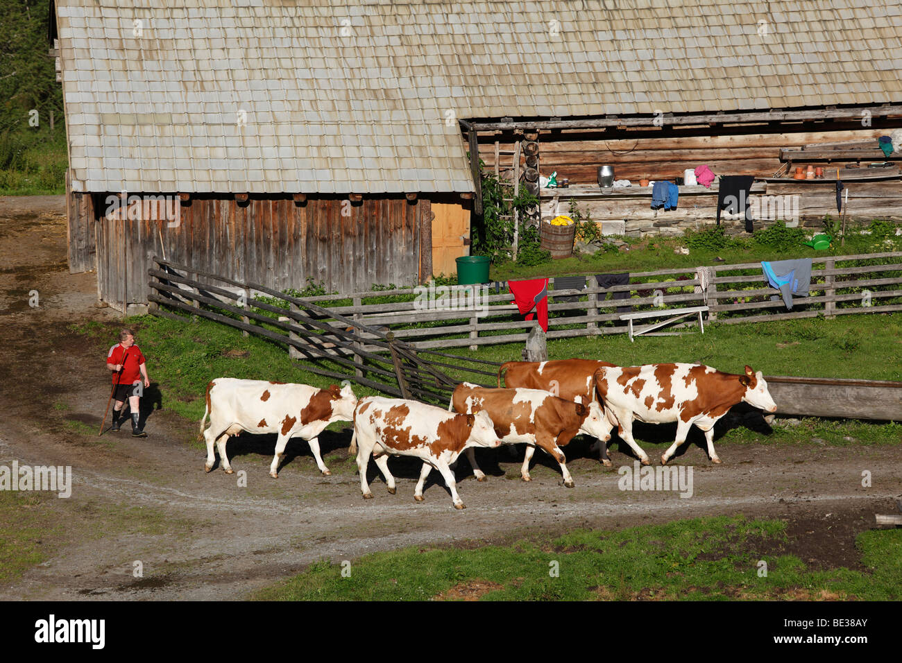 Les vaches d'être envoyés au pâturage, ferme en Huettwinkltal, vallée de Rauris, Pinzgau, l'Etat fédéral de Salzbourg, Autriche, Europe Banque D'Images
