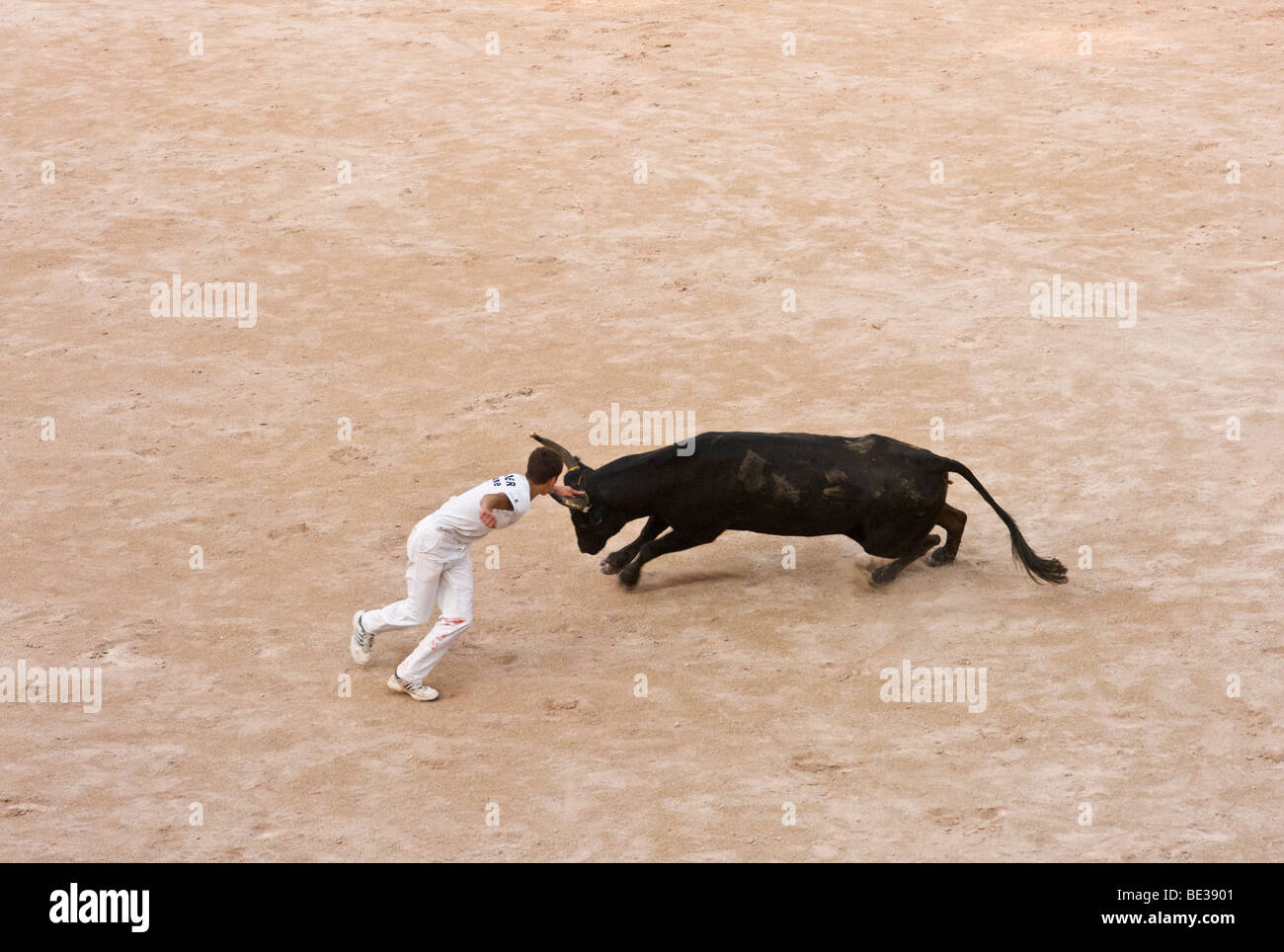 Les taureaux dans l'arène à Arles en Provence, France Banque D'Images