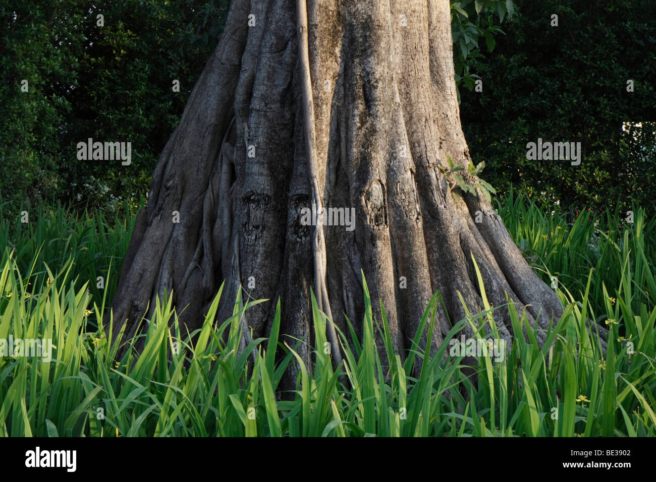 Tronc d'arbre, Chiang Mai, Thaïlande, Asie Banque D'Images