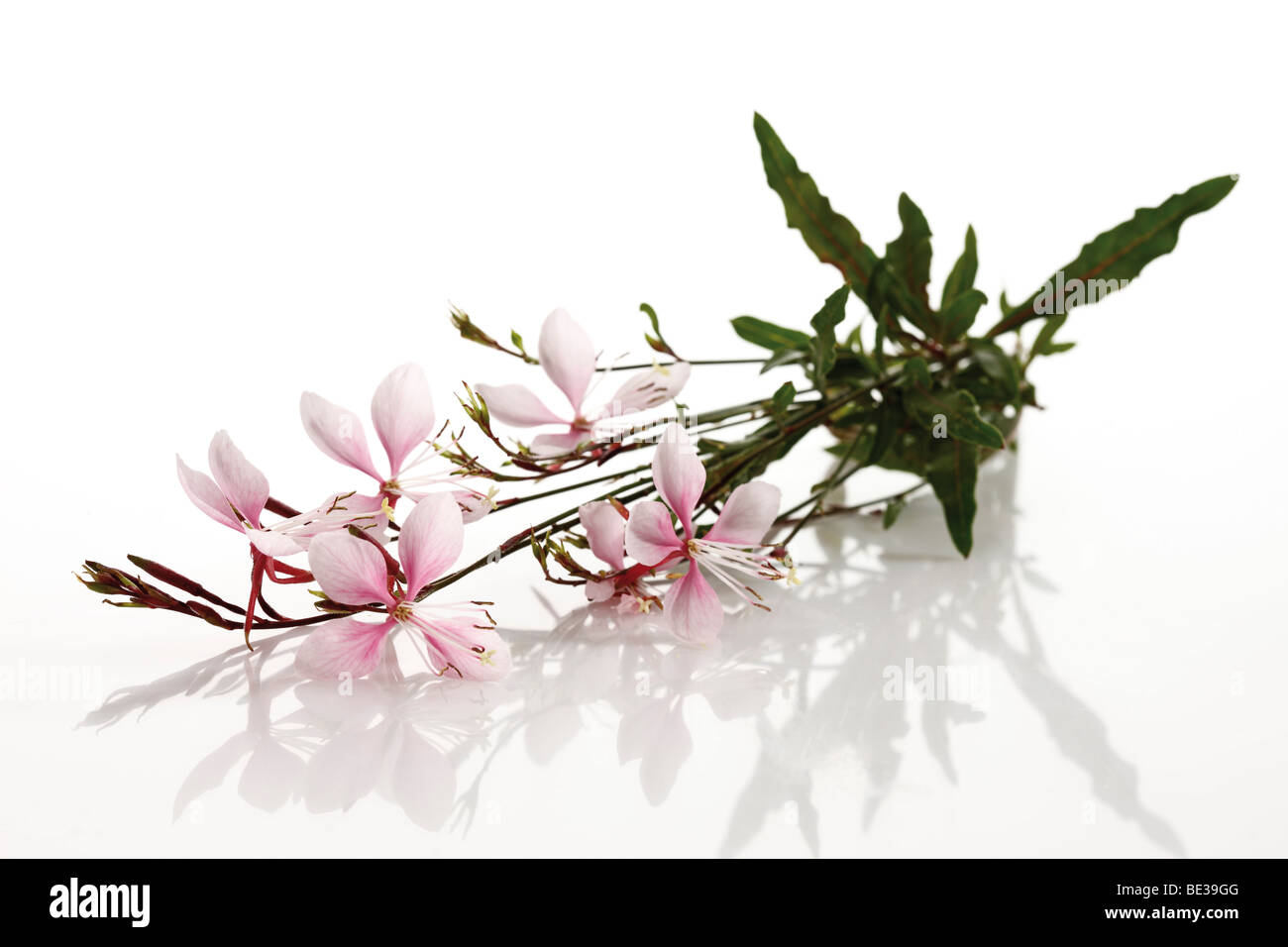 Gaura en fleurs Banque D'Images