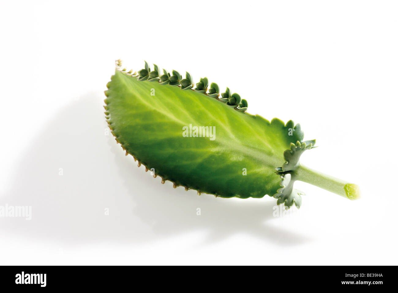 Devil's backbone, usine d'Alligator, Mexican Hat ou l'usine mère de milliers (Kalanchoe daigremontiana) Banque D'Images