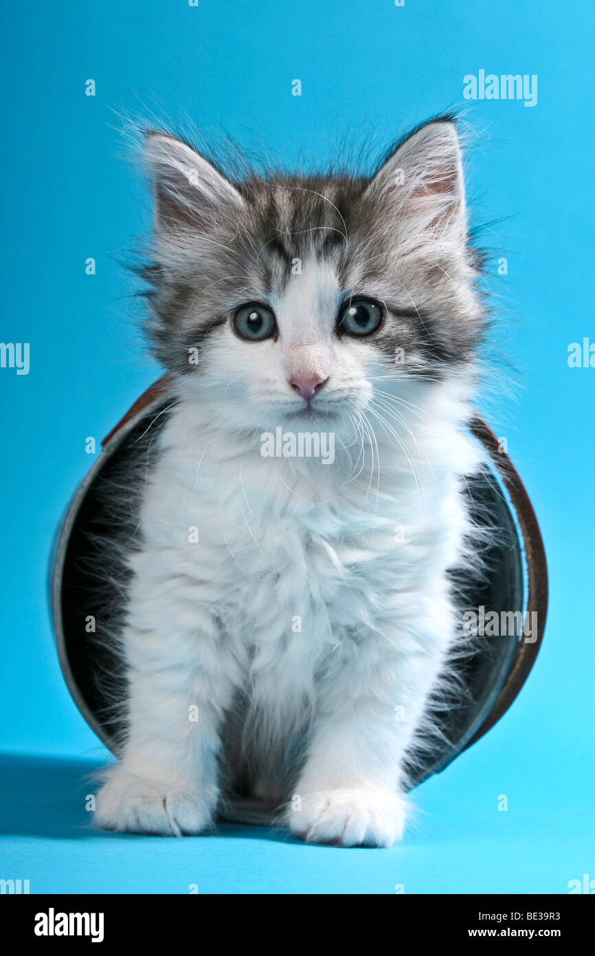 Chat, chaton des forêts norvégiennes à godet renversé Banque D'Images