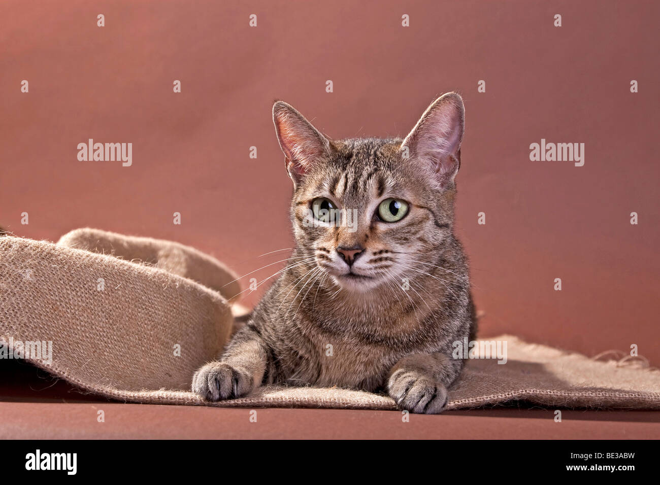 Bronze egyptian mau cat felis Banque de photographies et d’images à