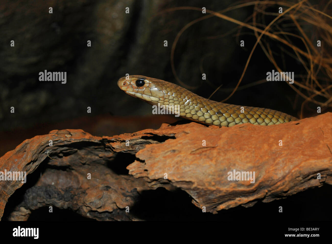 L'Est de serpent brun (Pseudonaja textilis), Queensland, Australie Banque D'Images