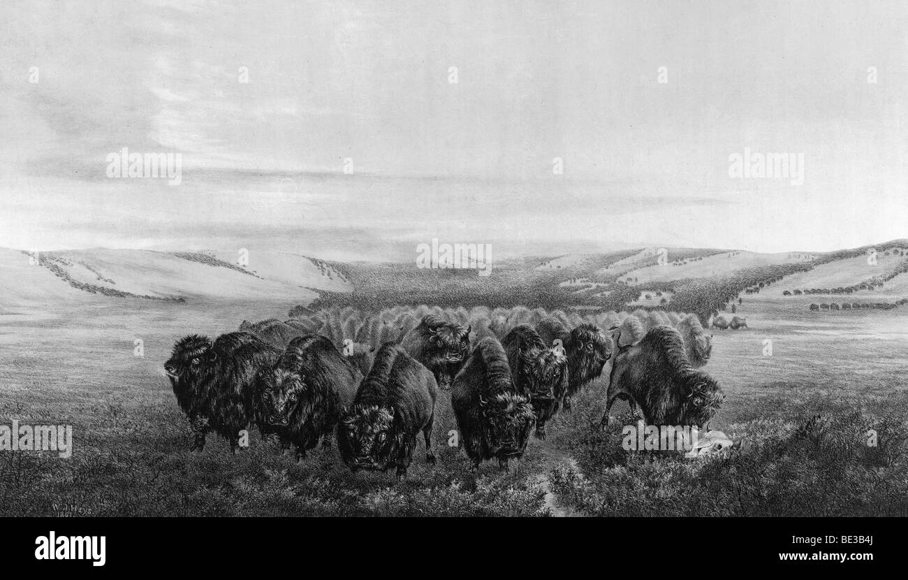Le troupeau en mouvement - un troupeau de bisons dans l'Ouest américain dans les années 1860 Banque D'Images