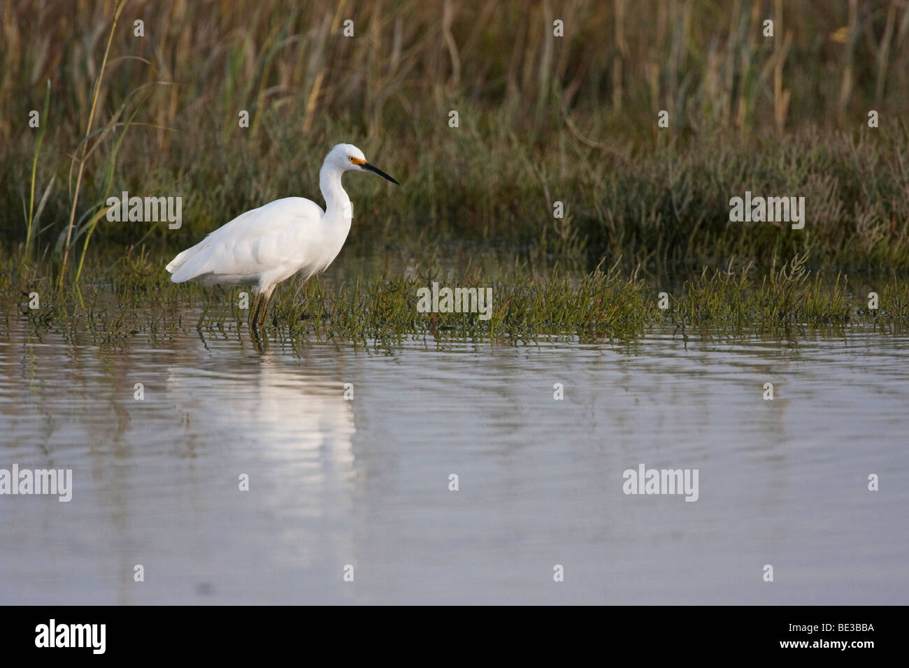 Aigrette neigeuse (Egretta thula) à Palo Alto, Californie, préserver Baylands USA Banque D'Images