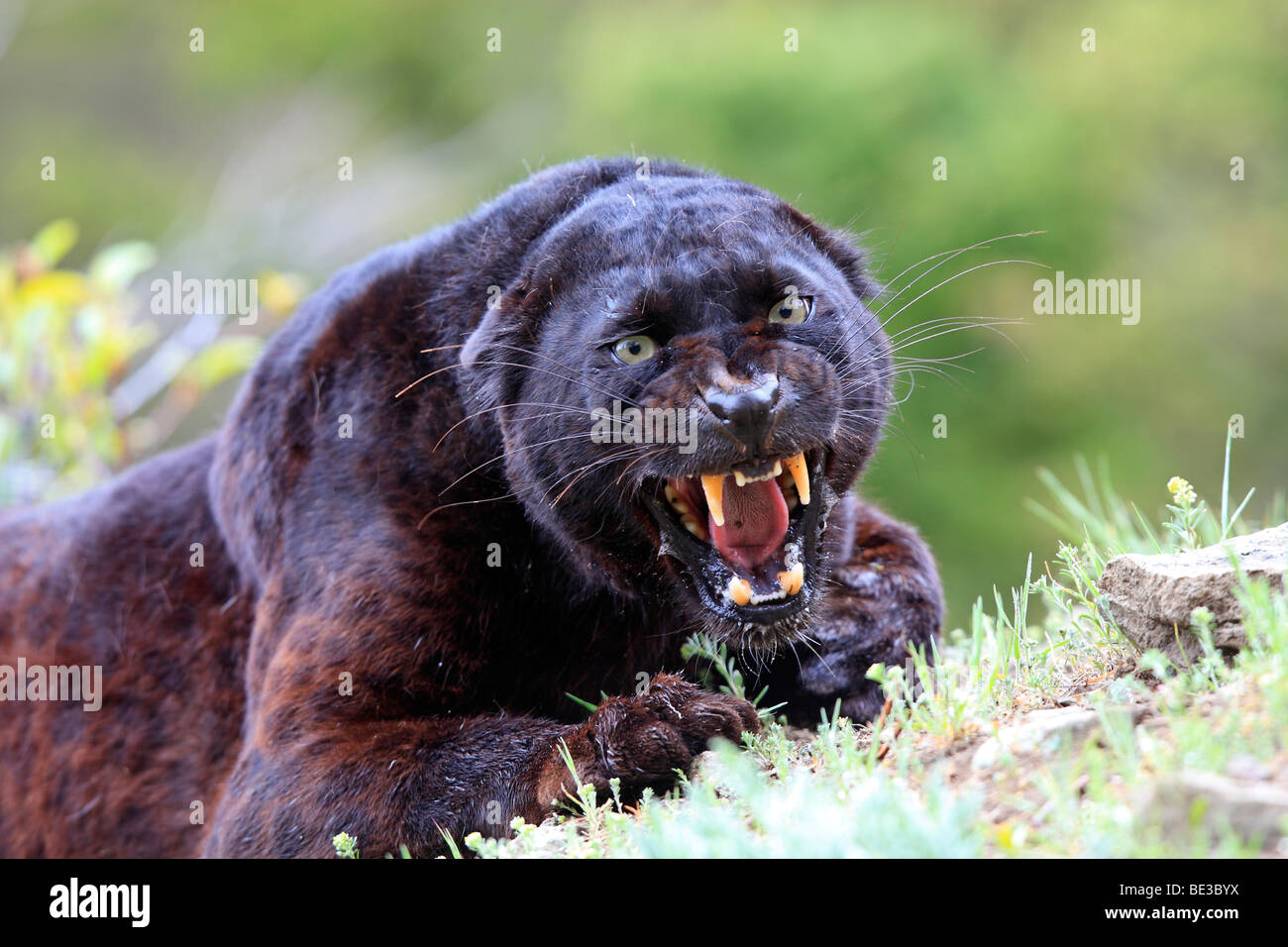 Panthère noire (Panthera pardus). Couleur noire phase de leopard, snarling Banque D'Images