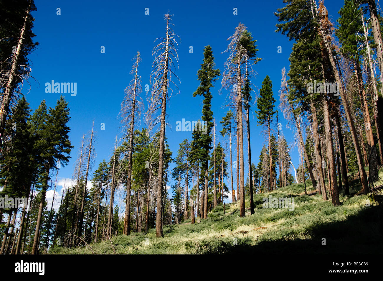 PARC NATIONAL DE YOSEMITE, Californie — D'imposants séquoias géants atteignent le ciel à Mariposa Grove, leurs troncs massifs éclipsant les visiteurs sur le sentier forestier. Ces arbres anciens, dont certains ont plus de 2 000 ans, mettent en valeur l'ampleur impressionnante et la longévité de l'écosystème emblématique du séquoia de Yosemite. Banque D'Images