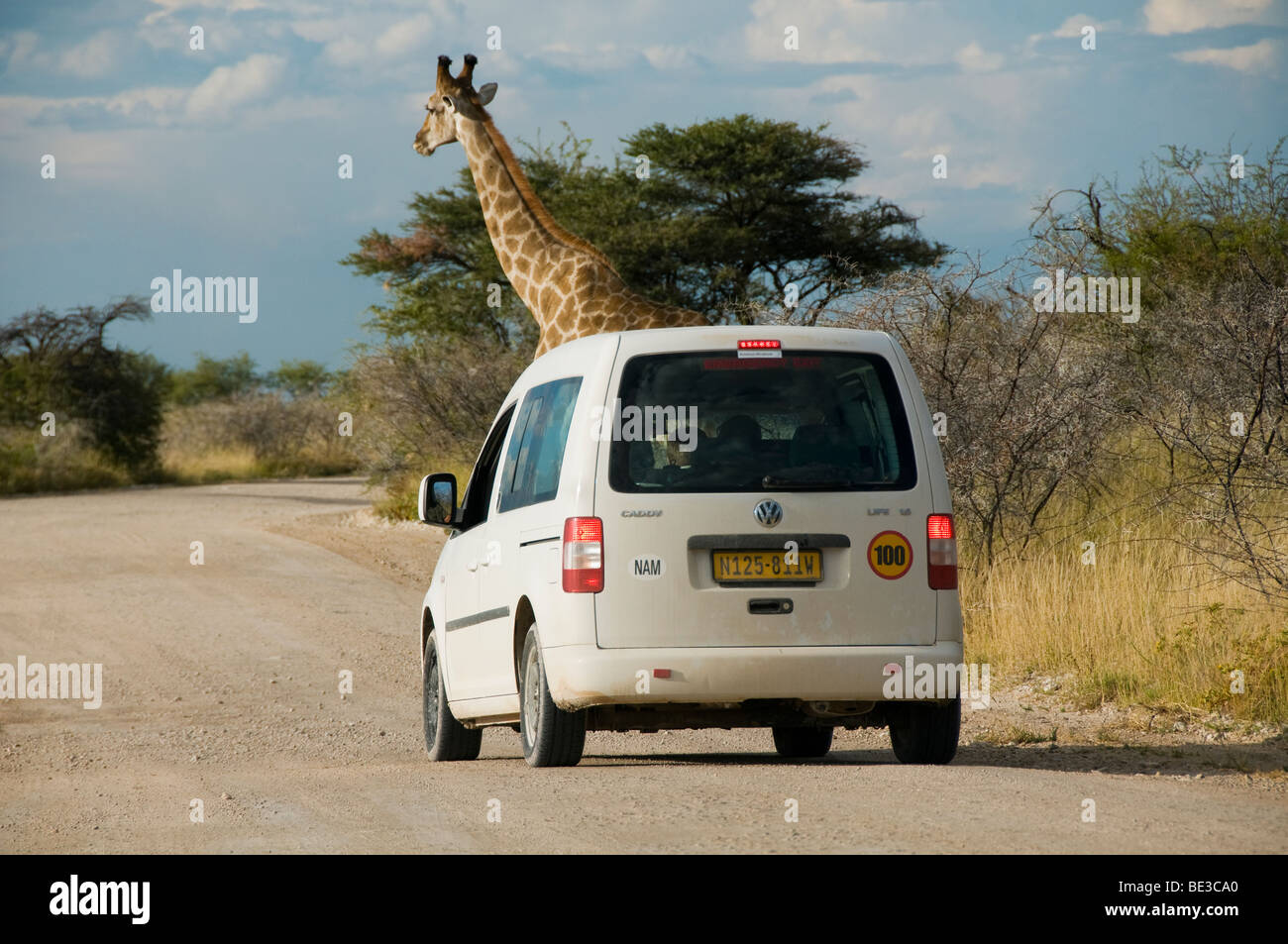 Girafe (Giraffa camelopardalis) qui sort d'une voiture dans le parc national d'Etosha en Namibie Banque D'Images