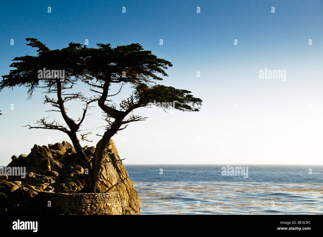 Lone Cypress Tree 17 Mile Drive Pebble Beach California États-Unis // PACIFIC GROVE, Californie — L'emblématique Lone Cypress Tree se trouve sur un éperon rocheux surplombant l'océan Pacifique le long de la pittoresque 17 Mile Drive à Pebble Beach. Ce cyprès de Monterey (Cupressus macrocarpa), âgé de plus de 250 ans, est un monument célèbre. C'est un symbole de la beauté sauvage du littoral californien. Le 17-Mile Drive est une route privée pittoresque connue pour ses vues côtières à travers Pebble Beach et Pacific Grove. Banque D'Images