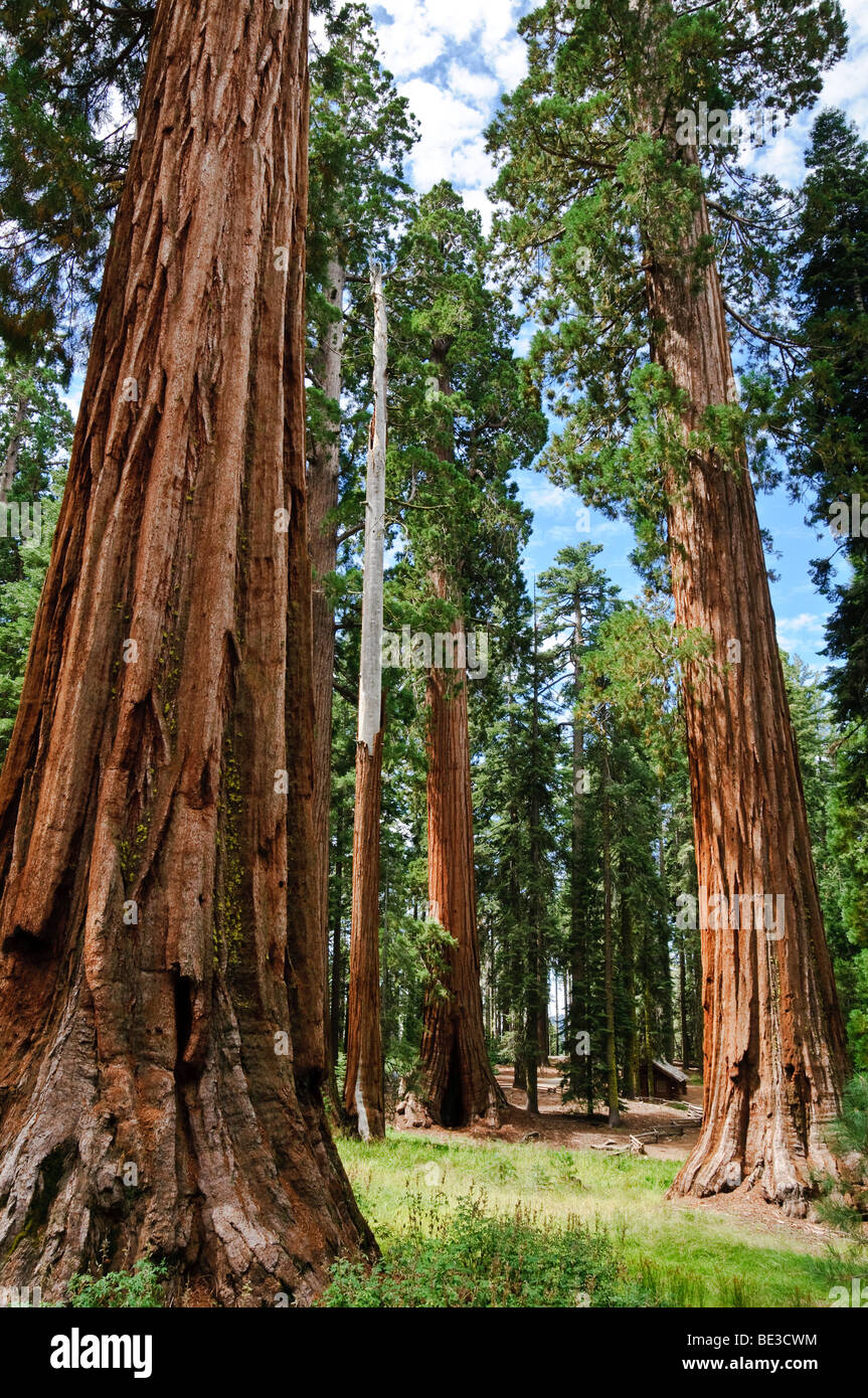 Séquoias géants Mariposa Grove Yosemite National Park Californie | PARC NATIONAL YOSEMITE, Californie — des troncs massifs de séquoias géants (Sequoiadendron giganteum) encadrent une clairière herbeuse dans Mariposa Grove, l'un des trois séquoias du parc. Certains arbres ici ont plus de 2 000 ans d'âge et se classent parmi les plus grands organismes vivants sur Terre en volume. Le bosquet a été protégé pour la première fois par le président Abraham Lincoln en 1864, des décennies avant que Yosemite ne devienne un parc national. Banque D'Images