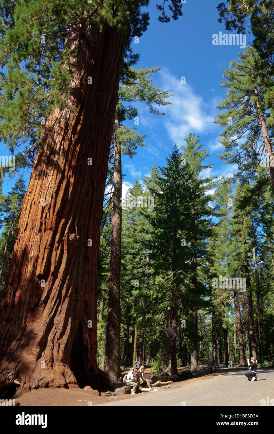Séquoias géants Mariposa Grove Yosemite National Park Californie | YOSEMITE NATIONAL PARK, Californie — les séquoias géants surplombent les visiteurs sur un chemin forestier dans Mariposa Grove, le plus grand des trois séquoias de Yosemite. Sequoiadendron giganteum peut vivre plus de 2 000 ans et se classer parmi les plus grands organismes vivants sur Terre en volume. Le bosquet se trouve dans un site classé au patrimoine mondial de l'UNESCO connu pour ses falaises de granit et ses cascades. Banque D'Images