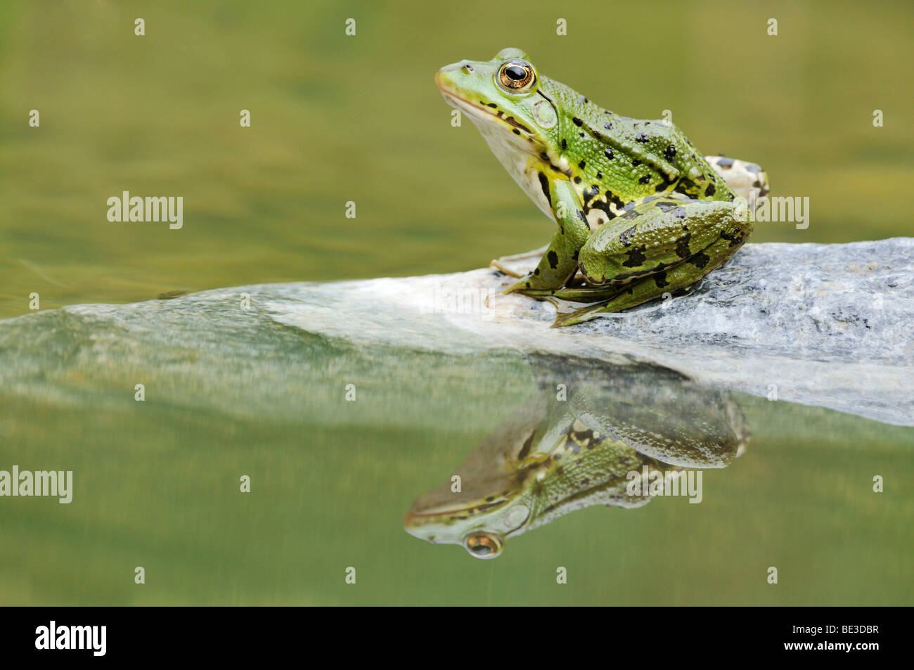 Grenouille d'eau (Rana esculenta, Pelophylax kl. Esculentus) avec la réflexion Banque D'Images