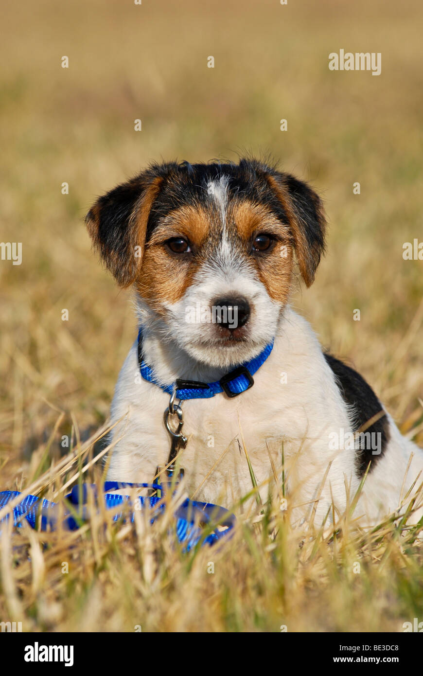 Jeune Jack Russell Terrier en laisse et assis Banque D'Images