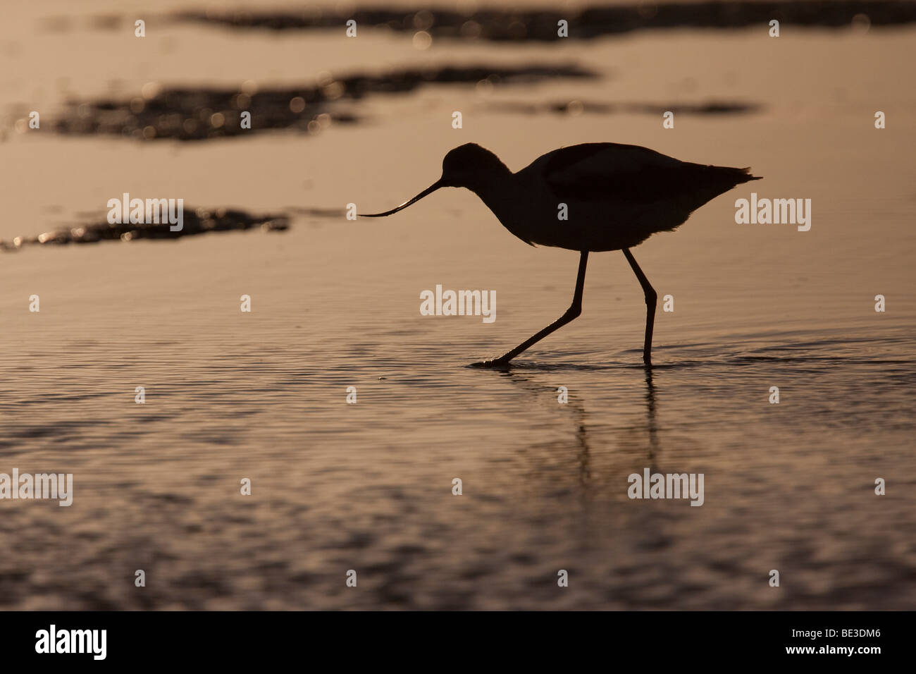 Silhouette de l'Avocette d'Amérique (Recurvirostra americana), coucher de soleil, Palo Alto, Californie, préserver Baylands USA Banque D'Images