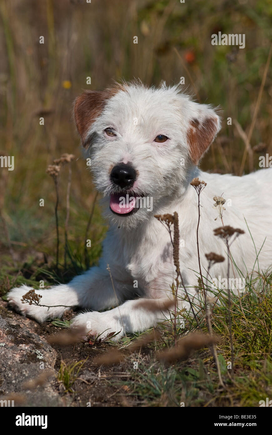 Jack Russell Terrier lying on grass Banque D'Images