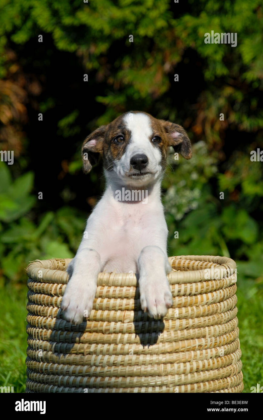 Magyar Agar, chiot Greyhound hongrois, assis dans un panier en osier Banque D'Images