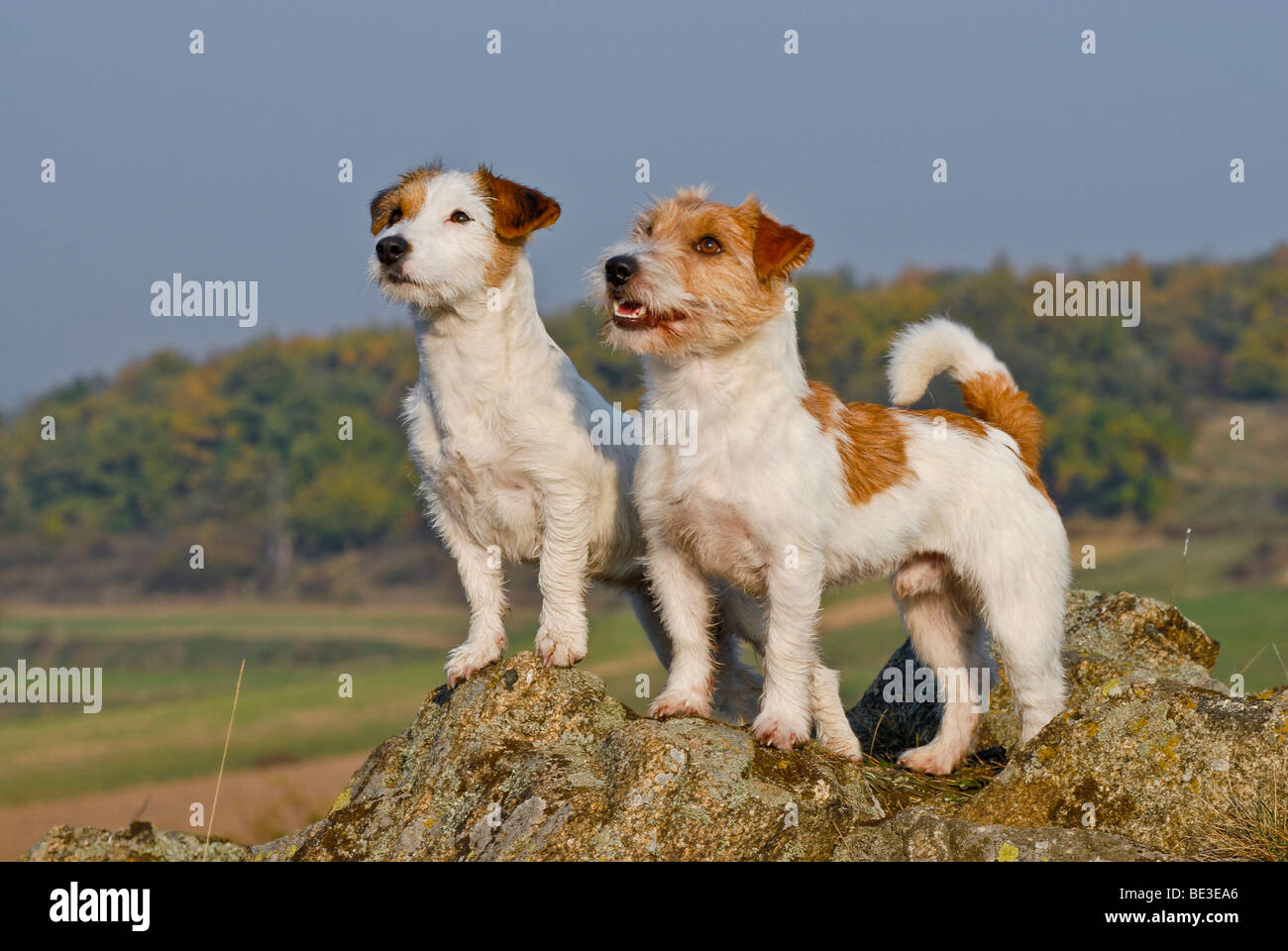 Deux Jack Russell Terriers debout sur des rochers Banque D'Images