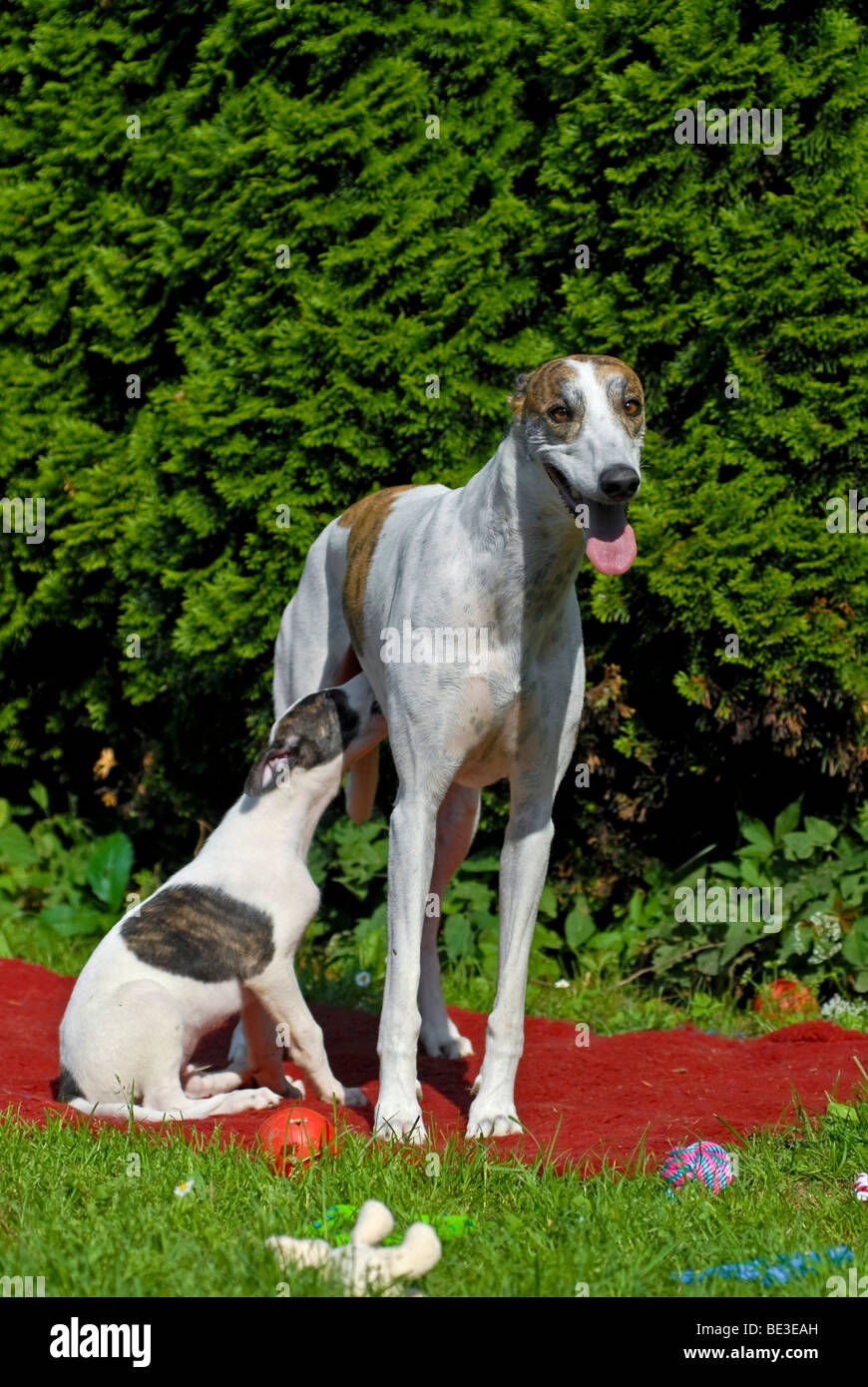 Magyar Agar, chiot Greyhound hongrois, suckling Banque D'Images