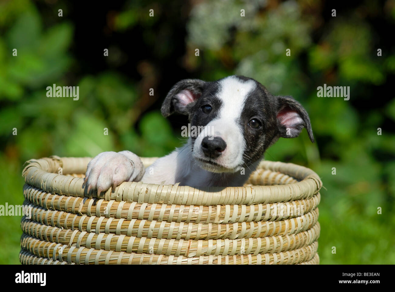 Magyar Agar, chiot Greyhound hongrois, assis dans un panier en osier Banque D'Images