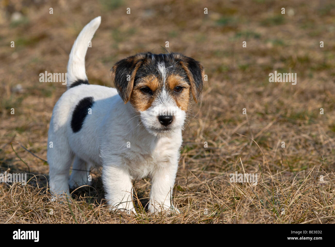 Jack Russell Terrier puppy dans un pré Banque D'Images