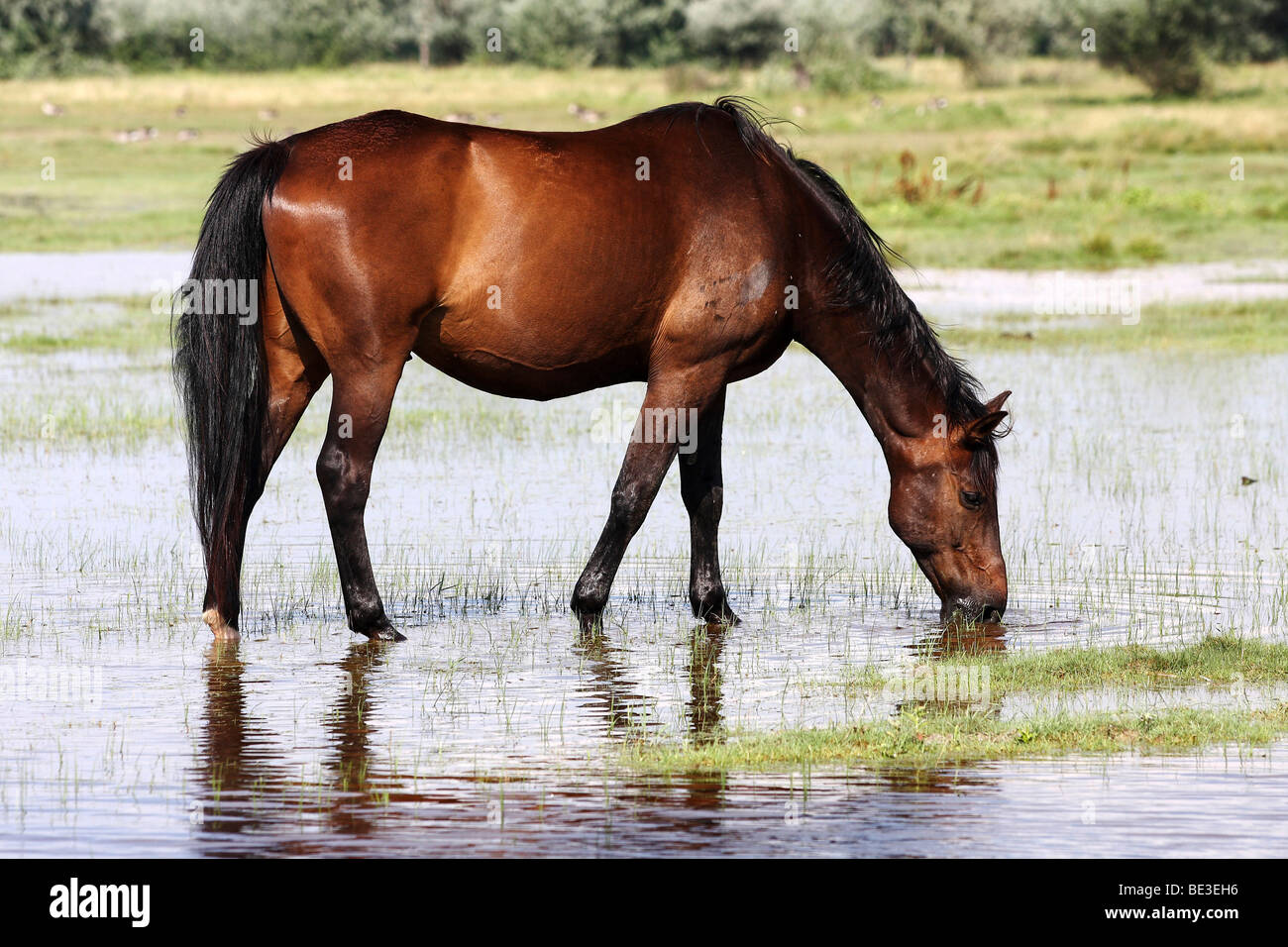 Austrian warmblood horse brown, l'eau potable dans une prairie humide Banque D'Images