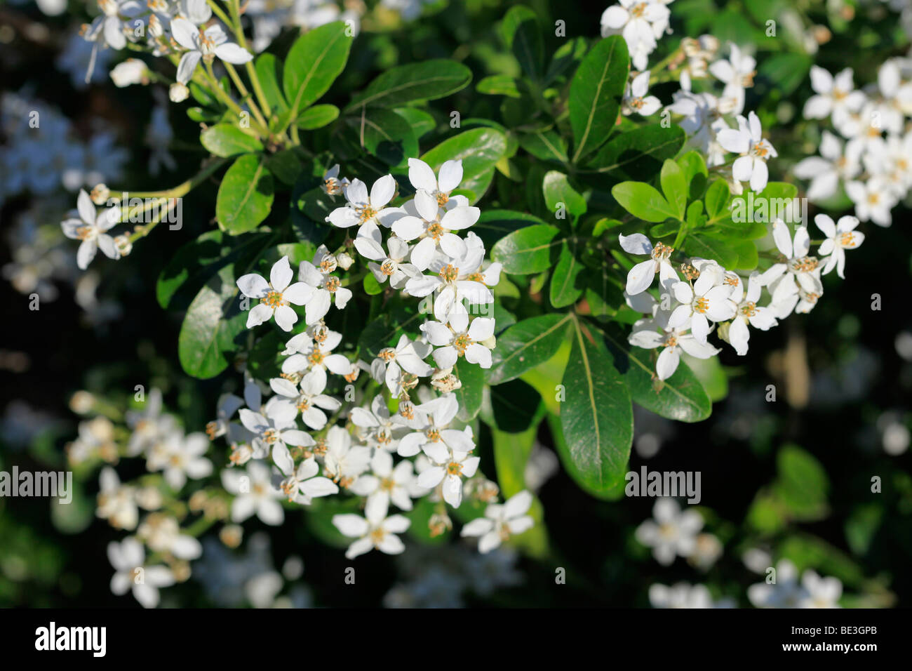 Oranger du Mexique (Choisya ternata ) toujours verte avec des fleurs blanches Banque D'Images