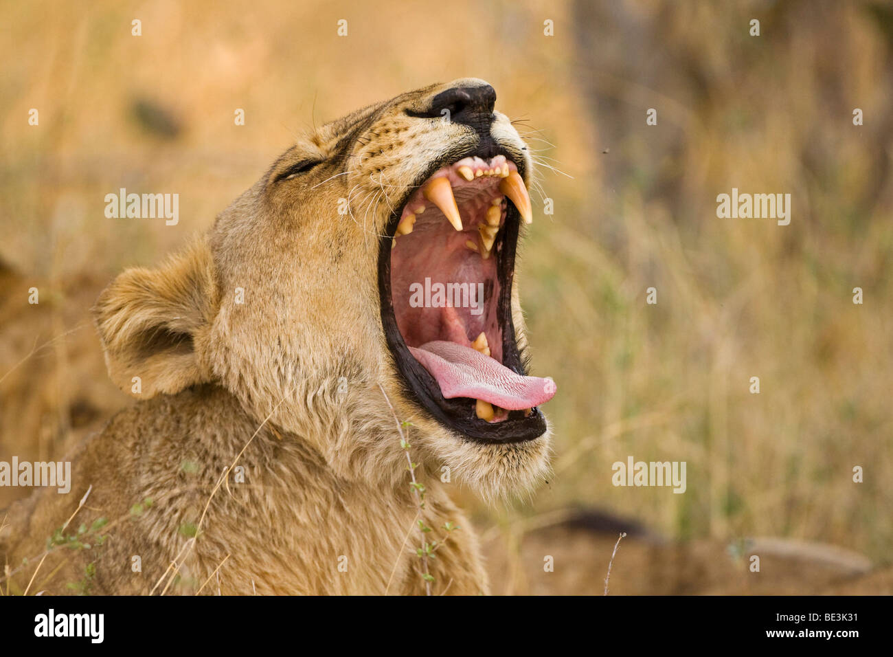 Le bâillement Lioness (Panthera leo), le Parc National de Moremi, Okavango Delta, Botswana, Africa Banque D'Images