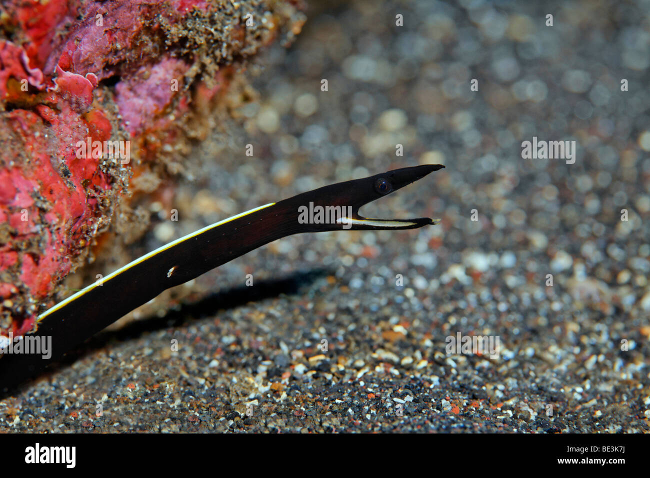 Ruban pour mineurs (moray Rhinomuraena quaesita) se reflète de Hideaway, poisson, Kuda, Bali, Indonésie, l'Océan Pacifique Banque D'Images