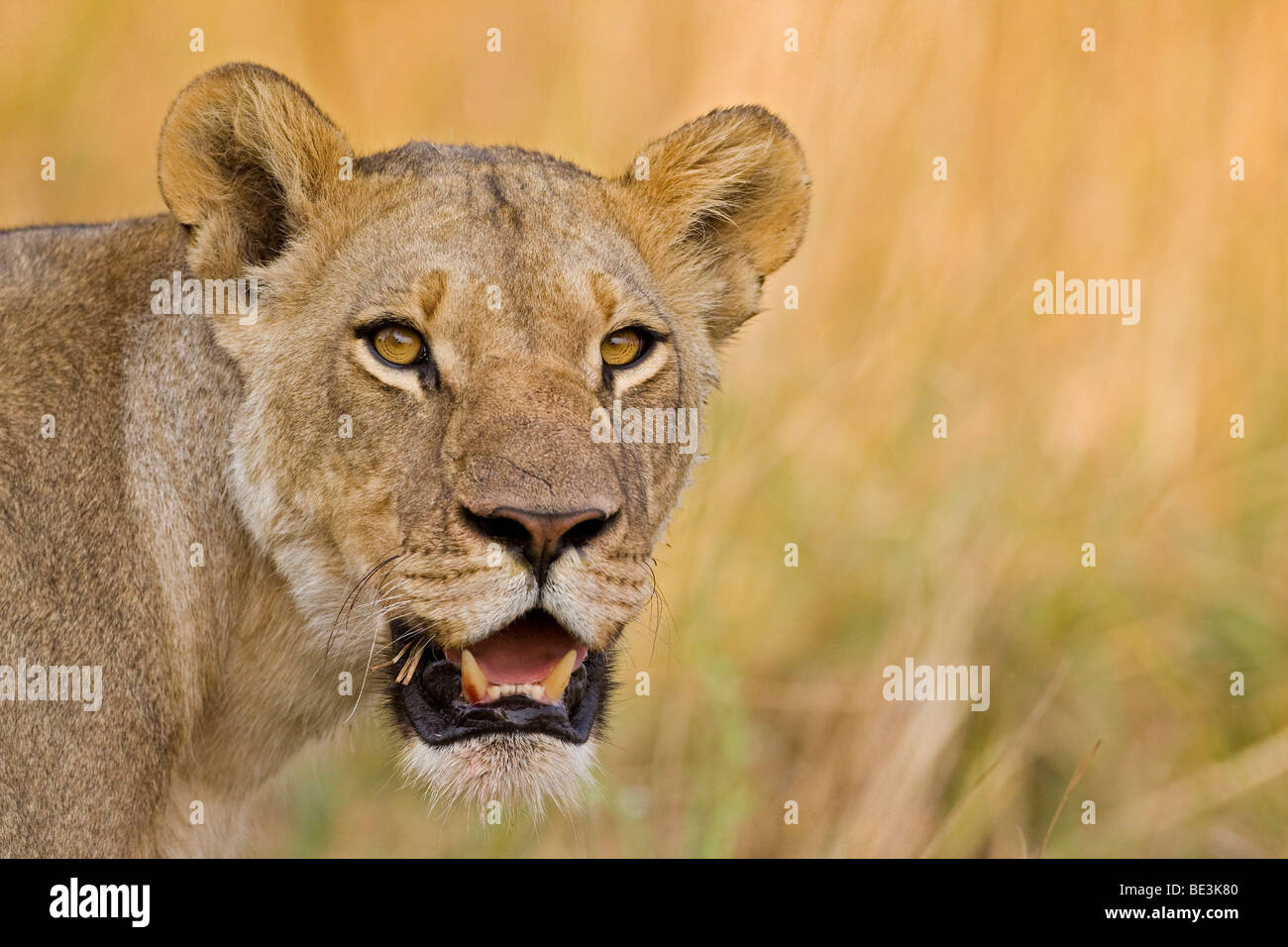 Lioness (Panthera leo), le Parc National de Moremi, Okavango Delta, Botswana, Africa Banque D'Images