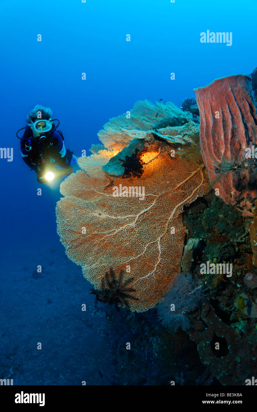 Diver à à à la formation des récifs de la mer avec ventilateur (Anella mollis) et d'éponges, corail, Kuda, Bali, Indonésie, l'Océan Pacifique Banque D'Images